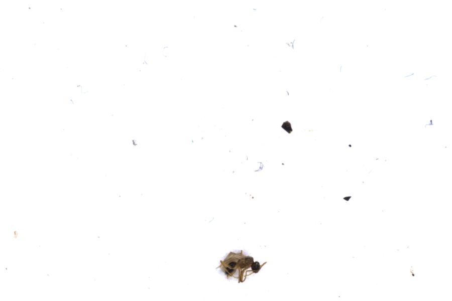 Image 20